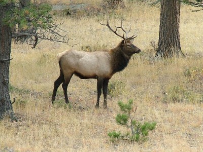 RMNP Elk.jpg